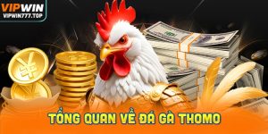 Tổng Quan Về Đá Gà Thomo