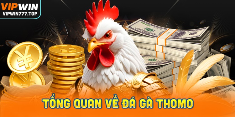 Đá Gà Thomo – hướng dẫn chơi cá cược chọi Gà trực tiếp nhà cái Vipwin